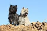 CAIRN TERRIER 316